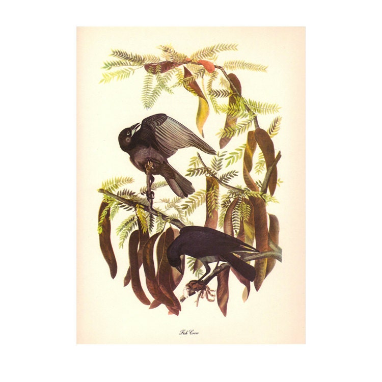 AUDUBON FISH CROW