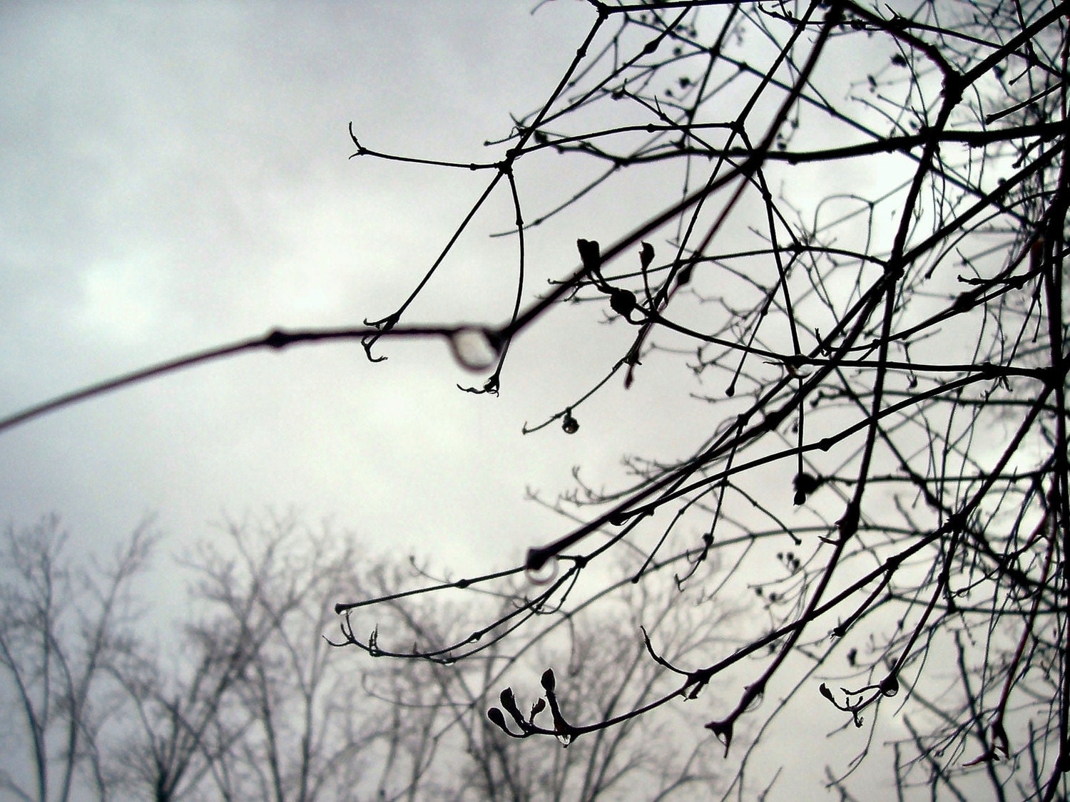 Photo. Worsted Gray. Bare Branches and Raindrops in Fall.