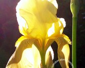 Photo. The Yellow Dress. Floral Petals in Sunlight.