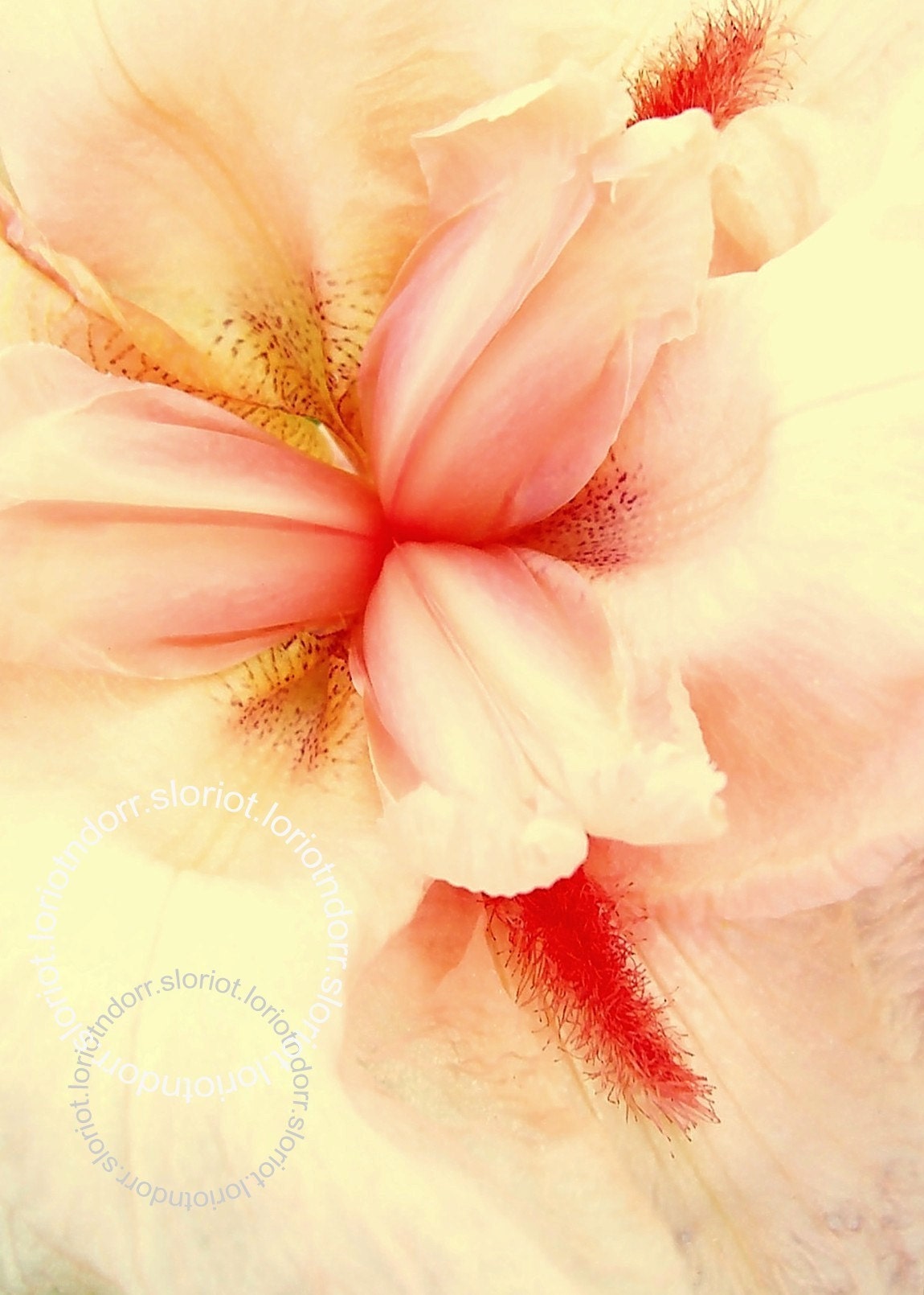 Photo. Delicate. Pink Iris Closeup.