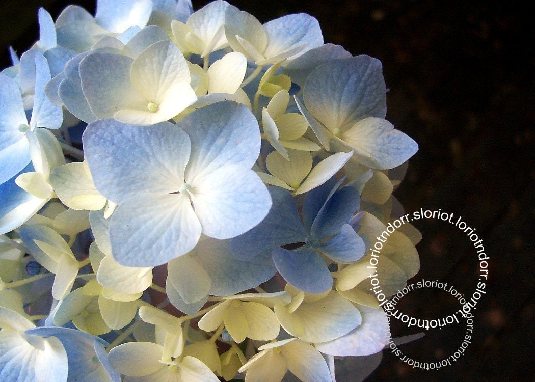 Photo. The Blue Planet. Hydrangea Bloom Against Black.