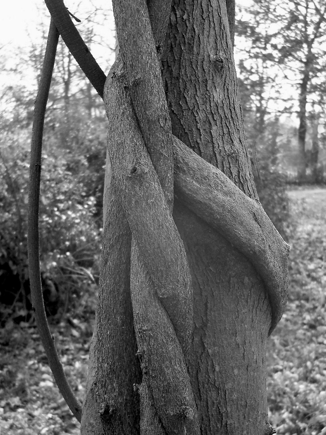 Photo. Embrace. Two Trees Intertwined.