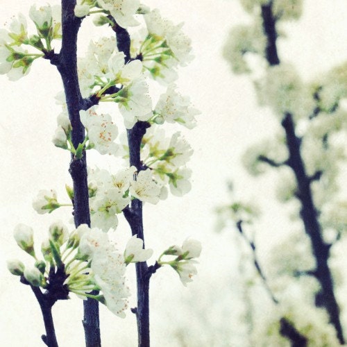 White photograph - flower photography spring tree branches fine art photograph 8x8 - Pearly Blossoms