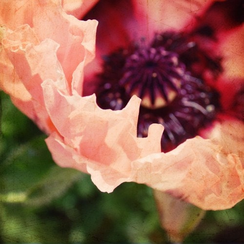Poppy flower photograph - coral pink poppy purple pollen bright magenta macro flower petal photograph 8x8 - Luscious