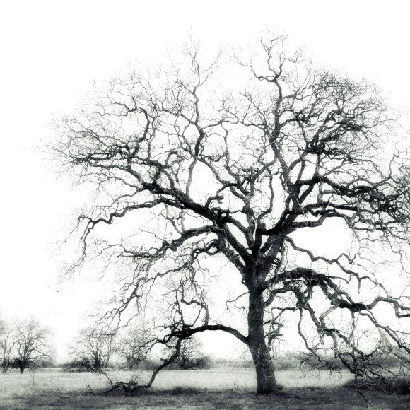 Black and white photography - Winter landscape photograph 8x8 - Oak Tree Silhouette