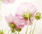 20% SALE Floral Photography, Pink flowers, botanical art,  pale soft pink photograph Cosmos flowers cottage chic garden green stems stars - LupenGrainne