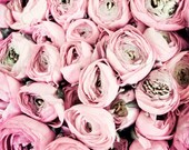 Flower photography - Pale pastel pink shabby chic decor - french country home wedding fine art photography print  8x10 - Flower Kisses