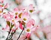 Flower photography - nursery wall art print Dogwood flowers pink flower rain botanical nature print  pastel pink 12x12 print - Flourish