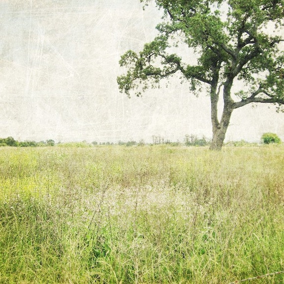 Landscape  Photography  -  French Country  pale olive green photograph - rustic decor Oak tree art  nature photography, wall decor
