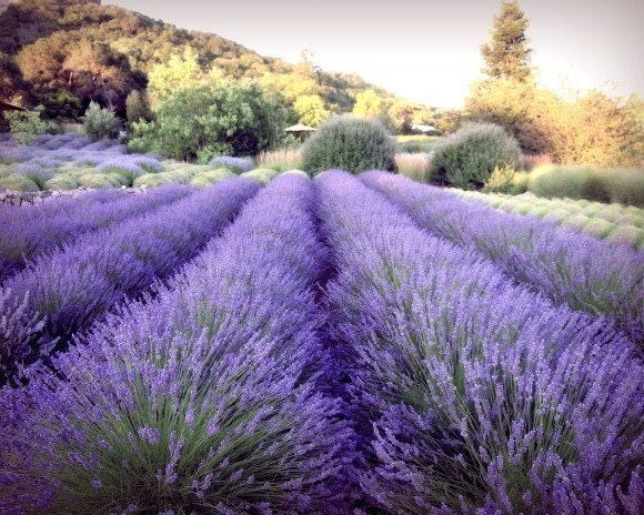 Lavender Field Photograph - purple wall art decor - landscape photography print 8x10 - Serenity