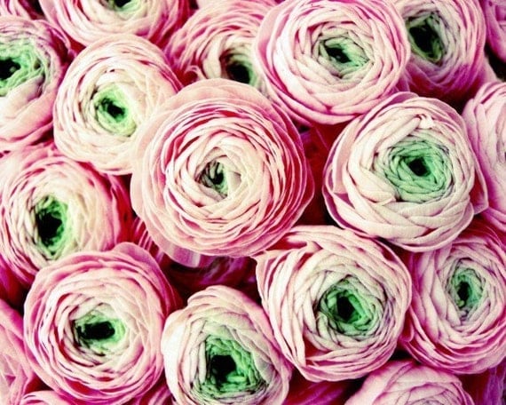 French flowers - pink ranunculus bouquet fine art photograph flower shabby chic 8x10 - Bundle of Sweetness
