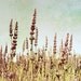 Lavender field photograph - French country botanical photography mauve dusty rose olive green rustic home decor 8x10 - Lavandula