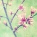Flower photography  - mint green pastel pink nature photography - faded flowers wall art spring tree branch 8x10 - Unfolding