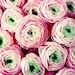 French flowers - pink ranunculus bouquet fine art photograph flower shabby chic 8x10 - Bundle of Sweetness