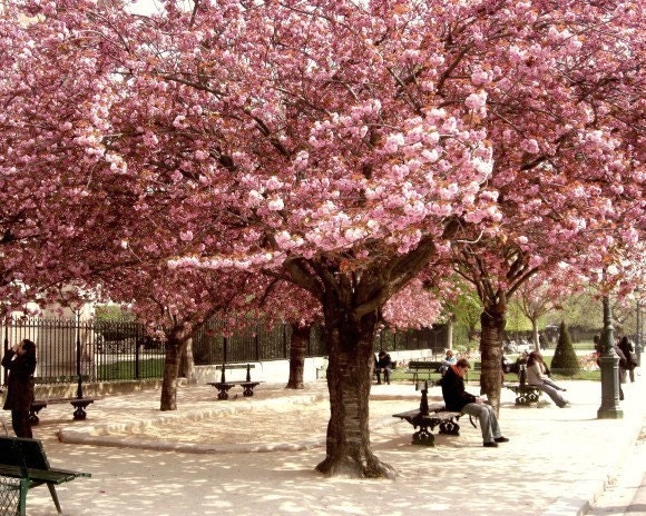 Paris Photography - Cherry trees - Paris city park - cream pink brown - Cherry blossoms photograph 8x10 - Pink Paris