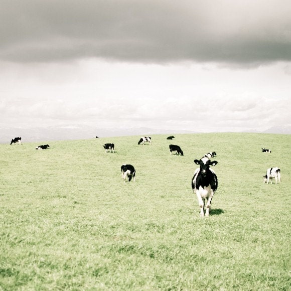 Farm animal photograph, french country, cow photograph, farmhouse, nursery art, pale green, black white gray 8x8 - Curious Cow