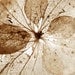 Nature photography - hydrangea flower dried flower petals lace transparent  natural brown beige neutral rustic 8x8 - All That Remains