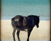 Horse photo beach ocean wild free teal vacation summer art decor print "Black Stallion"  8x8 photograph