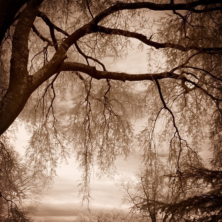 tree branches art moody sepia mocha brown infrared photo "It's All a Mystery"  8x8 art print