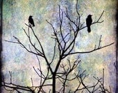 crows black, birds in a tree, love lovers romance couple two branches 8x8 art print - Just Us Two