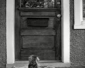 Dog Schnauzer Photograph, porch door reflection hidden 8x12 black and white art print - Double Take