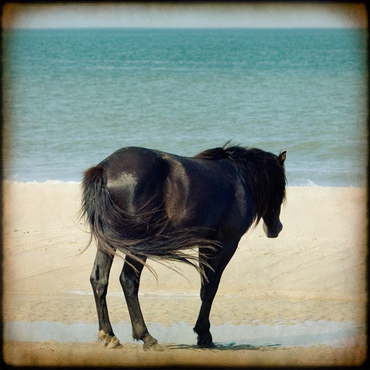 Horse photo beach ocean wild free teal vacation summer art decor print "Black Stallion" 8x8 photograph