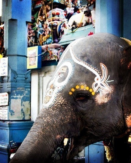 Elephant Wishes - 5x7 Fine Art Print