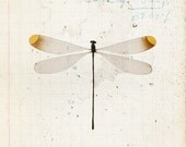 11x14 Damselfly