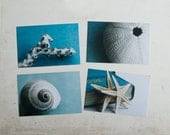 Sea Shells Postcard Set