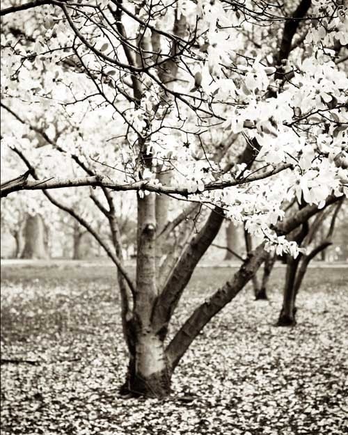 Spring .Black and white tree print . nature photography . woodland wall art . modern rustic home decor . Magnolias in Black and White2