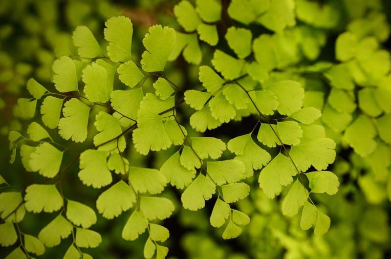 Spring .green nature photography . nursery art . cottage chic decor . botanical print . Maidenhair Fern . 8x10