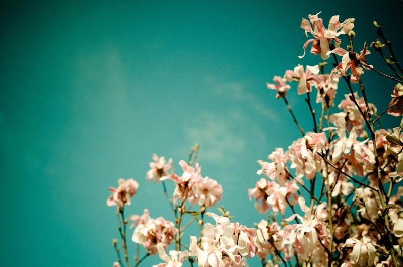 Pastel pink spring flowers . aqua turquoise baby nursery decor . nature photography . wall art for garderners . The Dreaming Tree . Easter