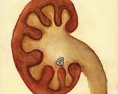 10x10 Kidney Stone Watercolor Giclee Art Print anatomical humor funny anatomy diamond oddities