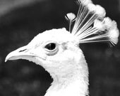 White Peacock Photography fauna nature fine art 5x5 square photo print bird art black and white