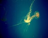 Jellyfish Photograph Tentacles ocean sealife fine art turquoise blue underwater photography 8x10 photo print