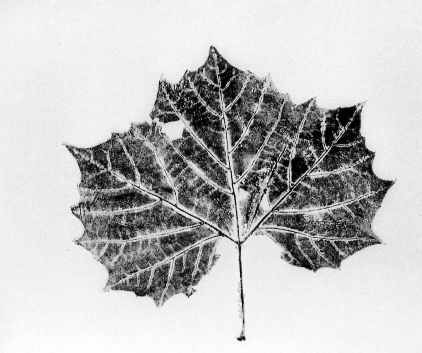 prints of leaves