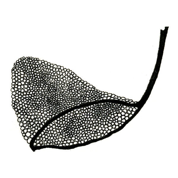 Butterfly Net, 5x7 Black and White Artist Print, Limited edition artwork - EndlessDrawings