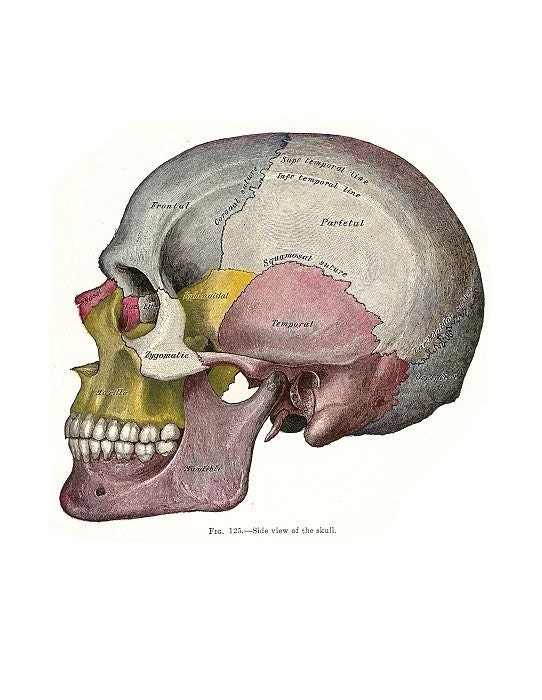 Grays Anatomy ANTIQUE SKULL PRINT Anatomical Head Medical Illustration-Skeleton Head- for framing scrapbooking collage and more