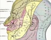 Grays Anatomy SKULL PROFILE PRINT Anatomical Skull Sensory Areas of the Head ...Medical Illustration ...Red and Black..Great for framing, Decoupage , Altered Art scrapbooking collage and more