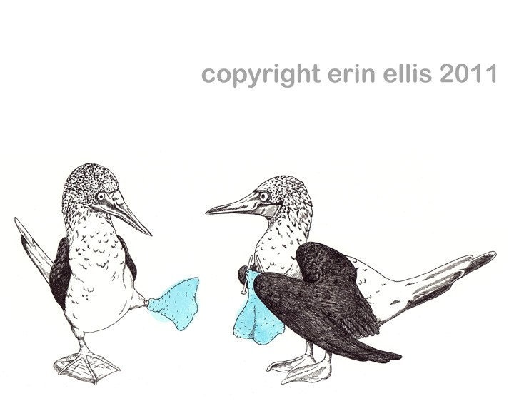 Blue-Footed Booby 8x10 Print