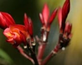 BALI FLORA - one 5 x 7 fine art photography print