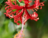 BALI FLORA - one 8 x 10 fine art photography print