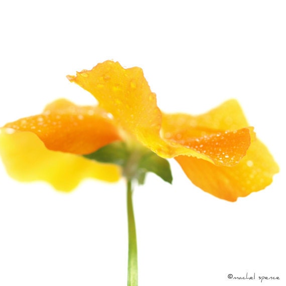 Flower Photograph 10X10 Flower Print...Affordable Home Photography Prints Nature Photography Nature Lover Woodland Scene Flower Botany Print
