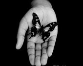 Delicate Butterfly B&W 10X10 Photograph Affordable Home Photography Butterfly Prints Nature Photography - machelspencePHOTO