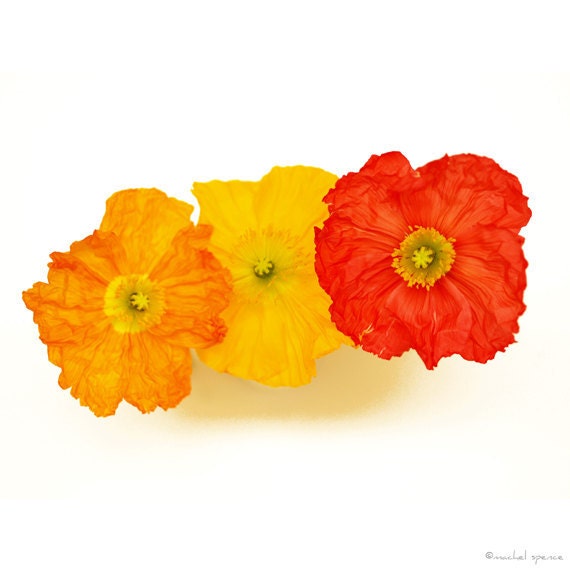 Poppy Print 10X10 Photograph...Affordable Home Photography Prints Nature Photography Nature Lover Woodland Scene Flower Botany Print