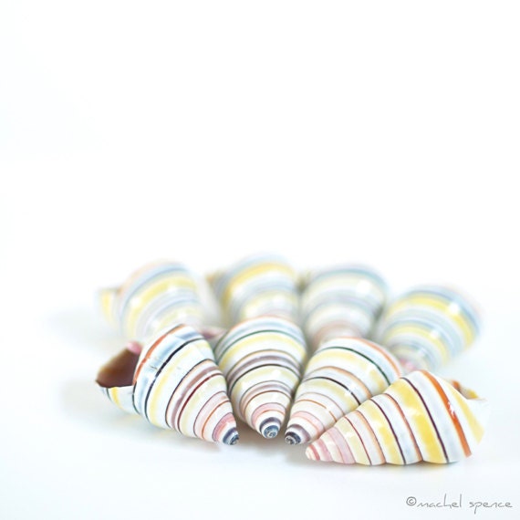 Striped Landsnails 10X10 Land Snail Photograph  Prints Nature Photography Decor Nature Lover Ocean Theme Sea These