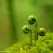 Fern In The Forest Photograph...Affordable Home Photography Prints Nature Photography Decor Nature Lover Woodland Scene