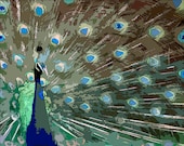 8x10 archival Giclee print   Modern Art ....   When The Peacock Sings
