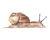 I Am Late 8x10 Color Print of Snail drawing - snail woodland forest slug