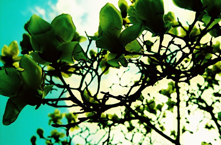 Green Magnolias . 8x12 Print . Sale Sale Sale